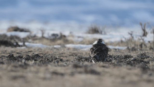 Greater Sage-Grouse - ML555610421