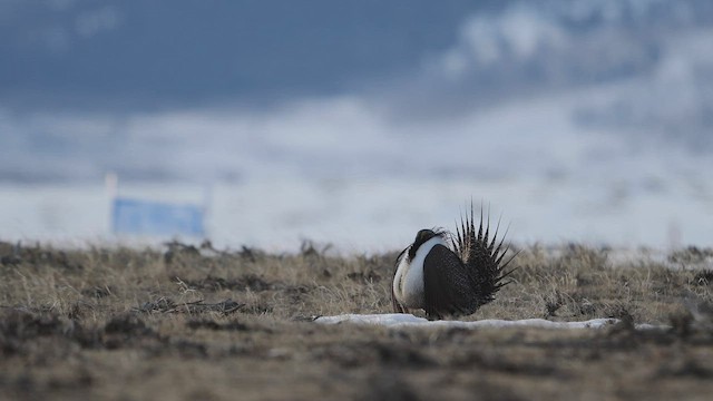 Greater Sage-Grouse - ML555610451