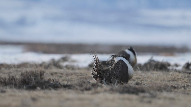 Greater Sage-Grouse - ML555610461