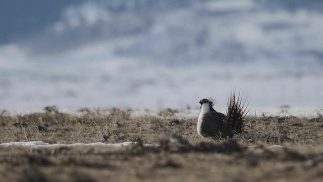 Greater Sage-Grouse - ML555610471