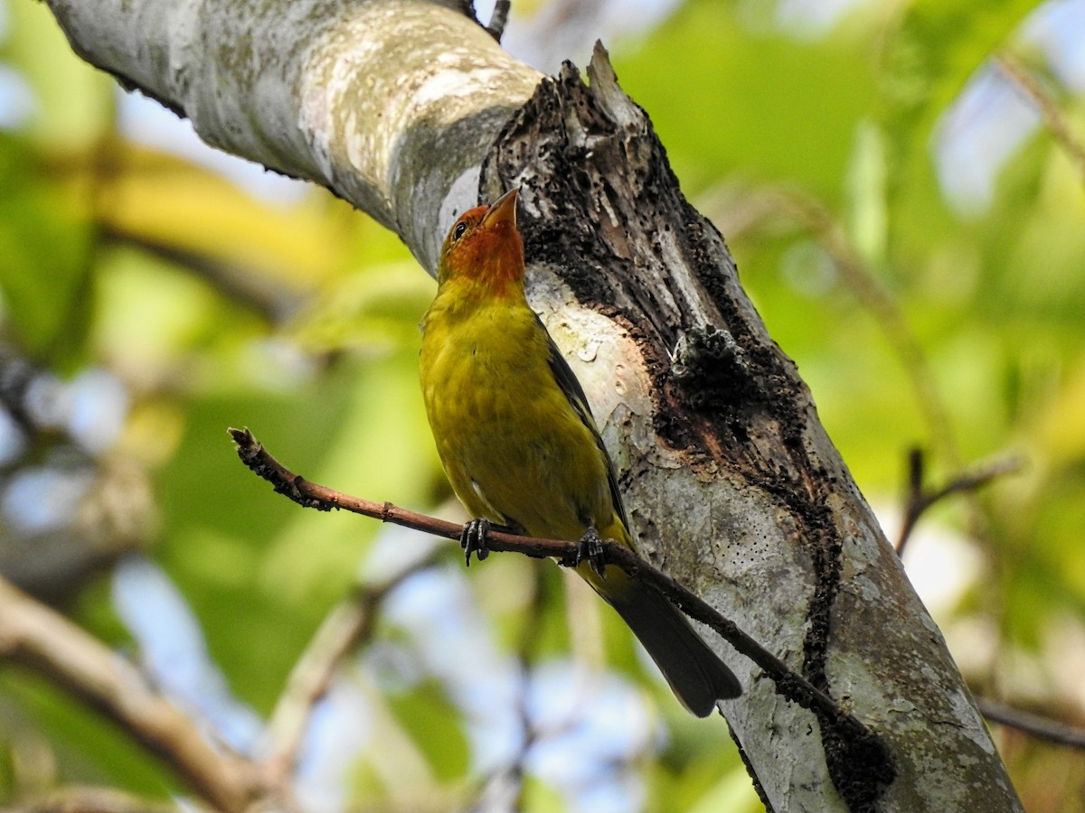 Western Tanager - ML555612681
