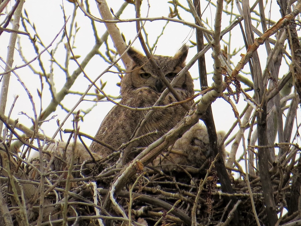 Great Horned Owl - Steve Hebert
