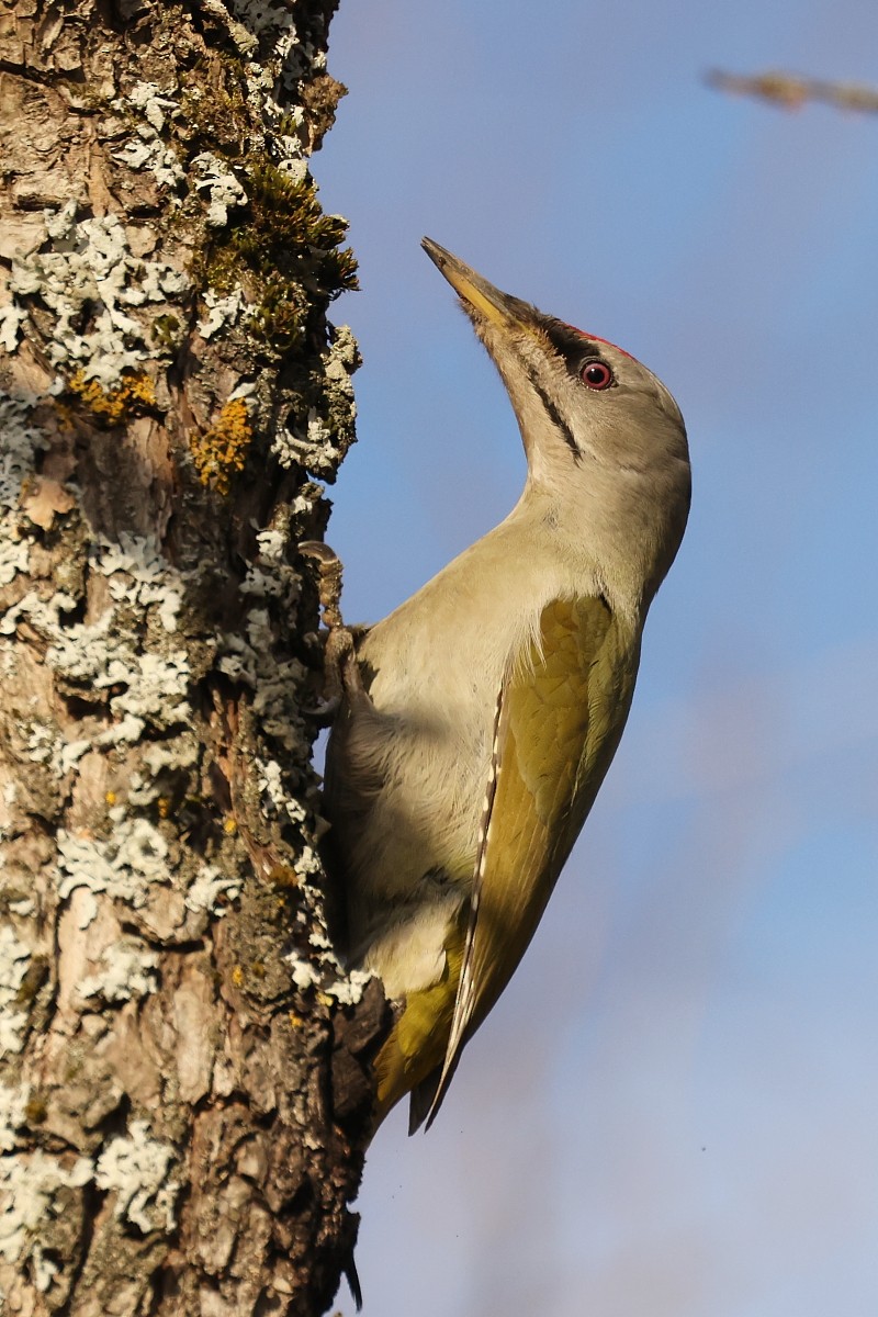 Gray-headed Woodpecker - ML555618211