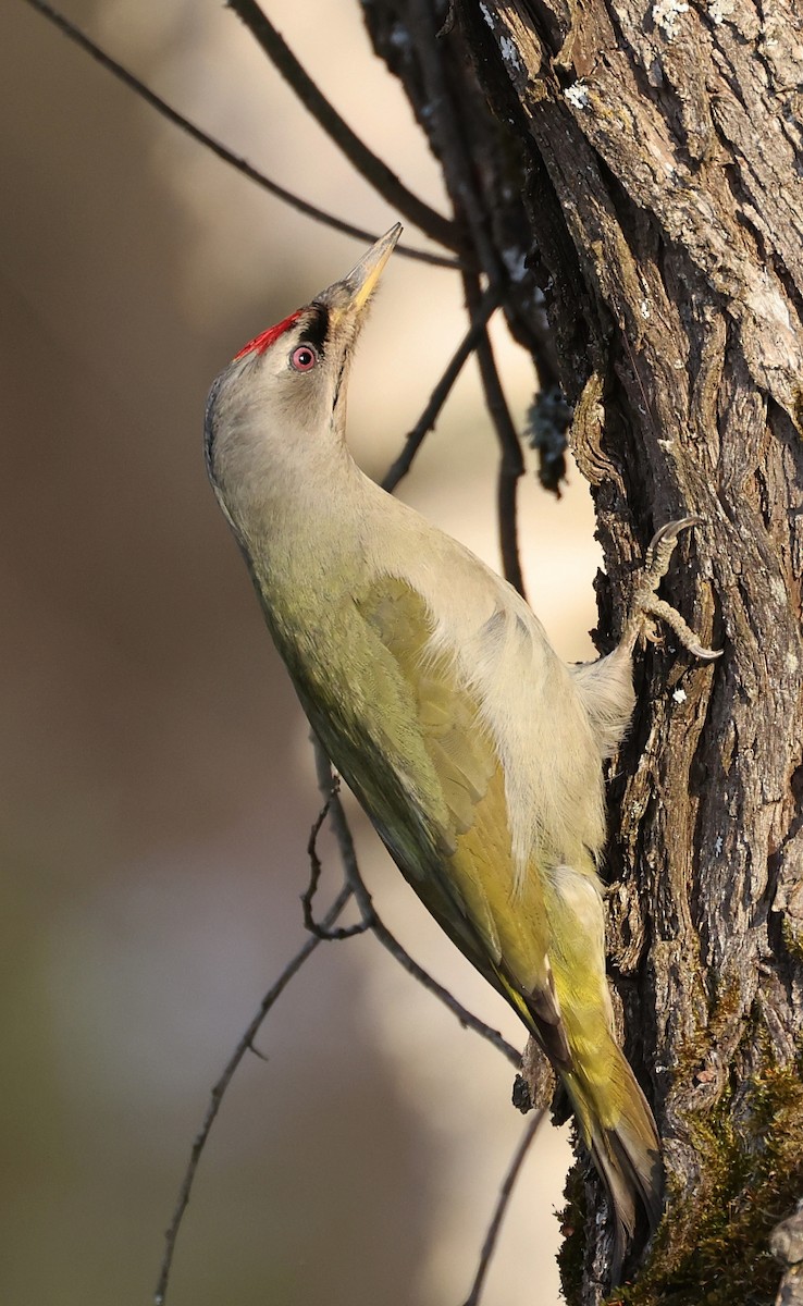 Gray-headed Woodpecker - ML555618281