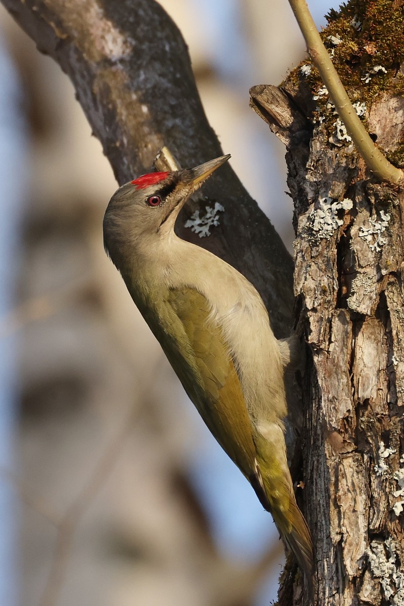 Gray-headed Woodpecker - ML555618291