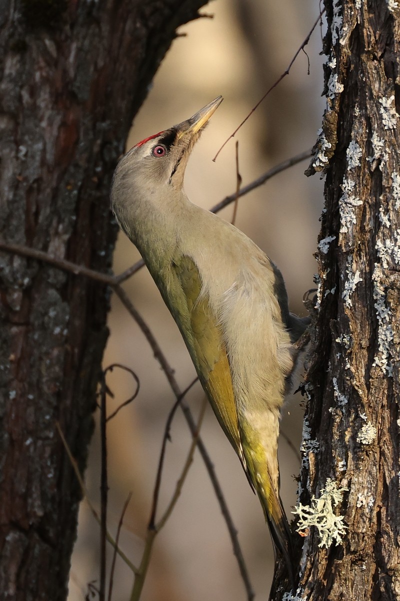 Gray-headed Woodpecker - ML555618301