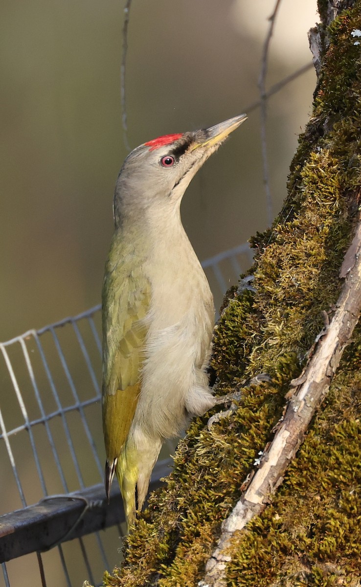 Gray-headed Woodpecker - ML555618401
