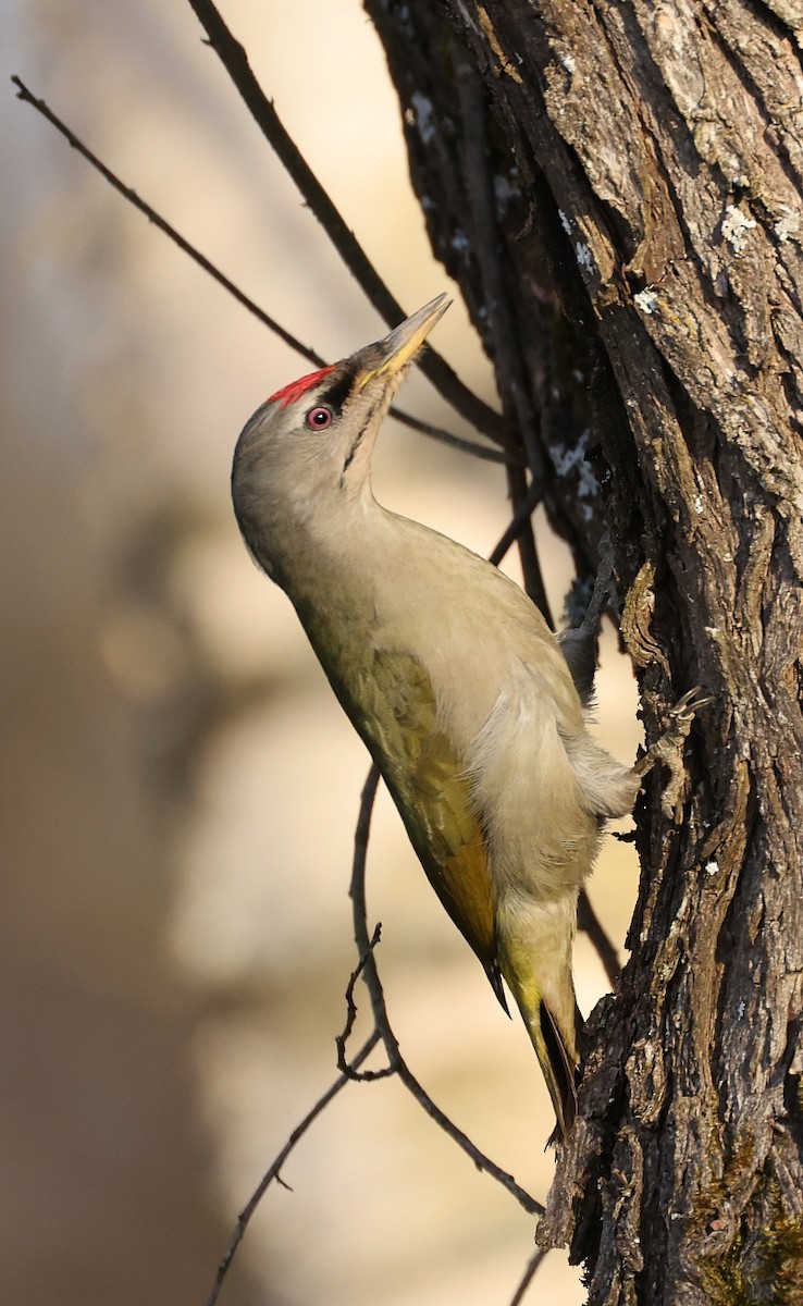 Gray-headed Woodpecker - ML555618421