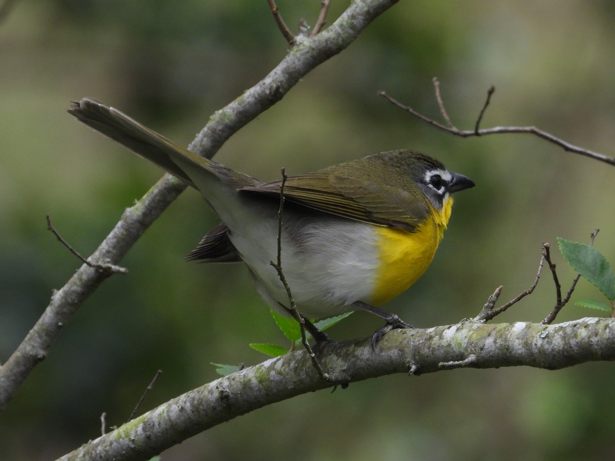 Yellow-breasted Chat - ML555618771
