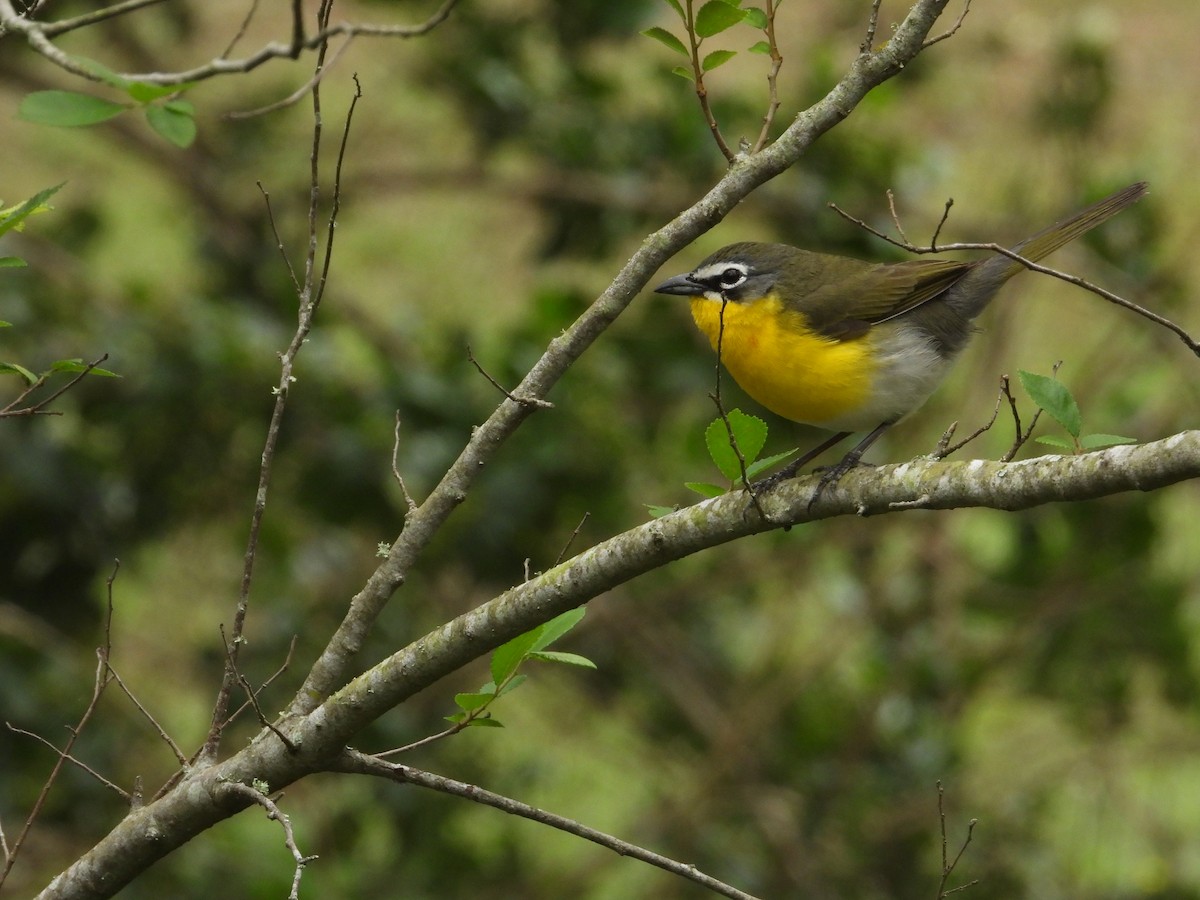 Yellow-breasted Chat - ML555618781