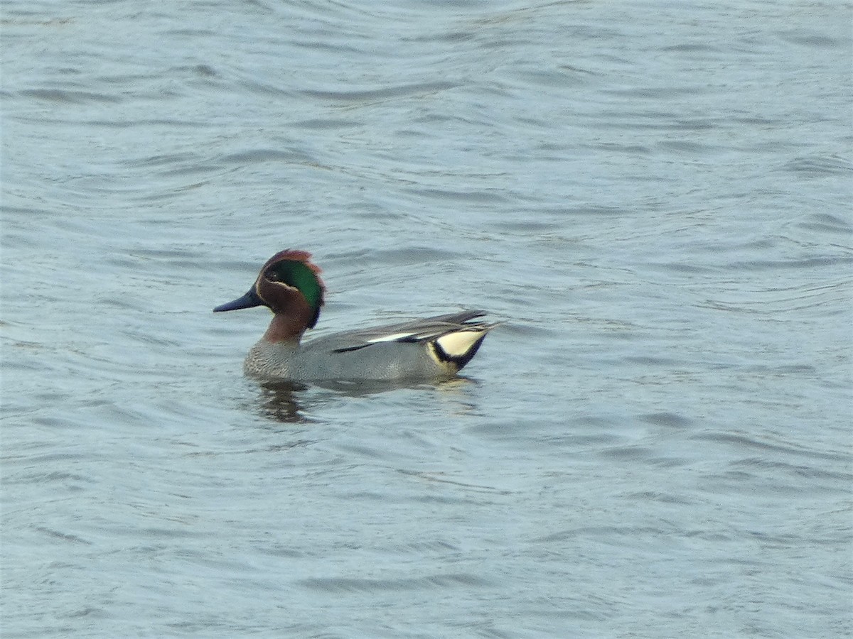 Green-winged Teal - ML555619661