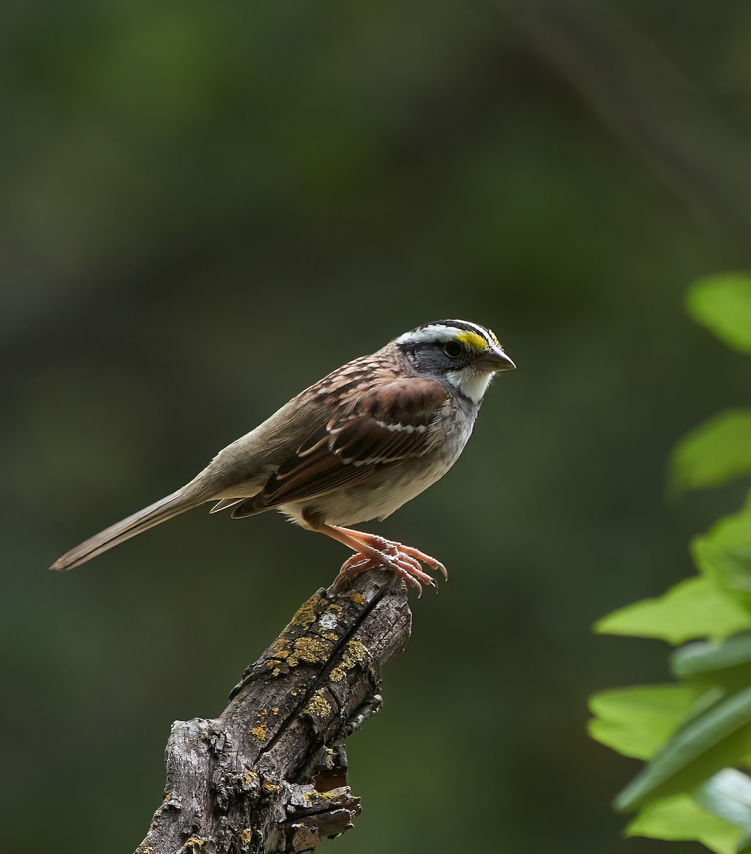White-throated Sparrow - ML555621861