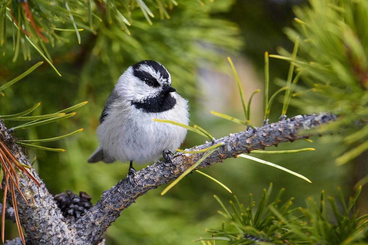 EBird Checklist 9 Apr 2023 Rabbit Ears Pass Grand County 6 Species   1200