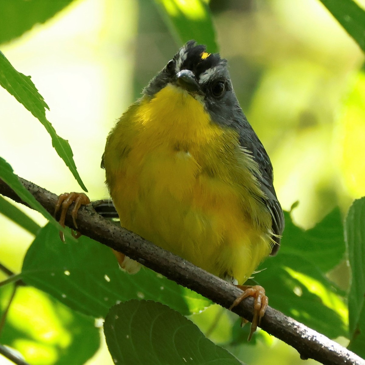 Gray-and-gold Warbler - ML555625641