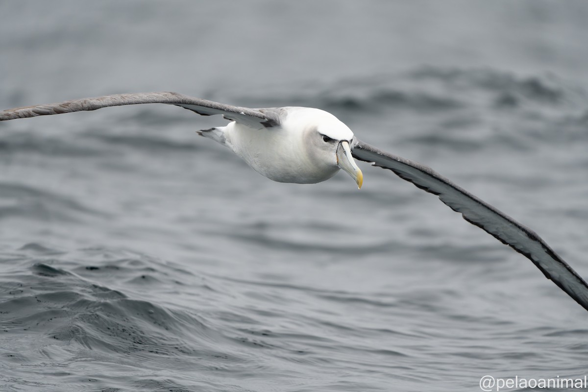 White-capped Albatross - ML555627461