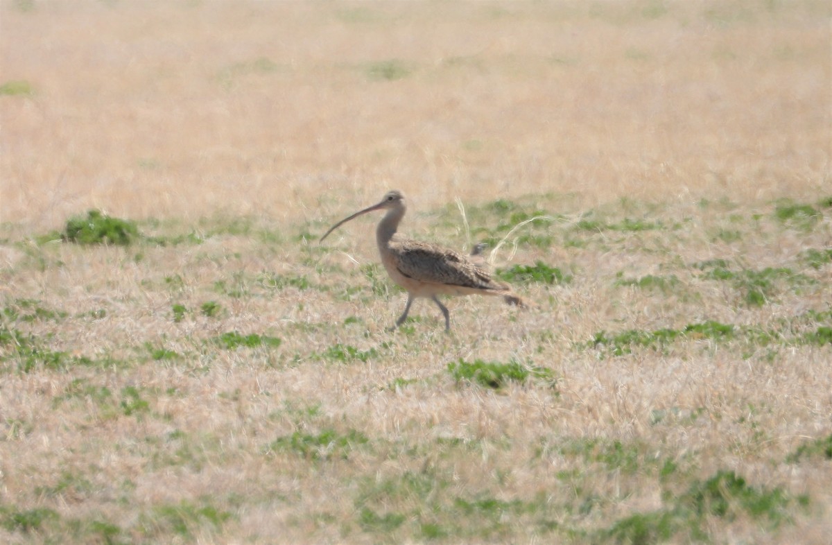 Long-billed Curlew - Valentina Roumi