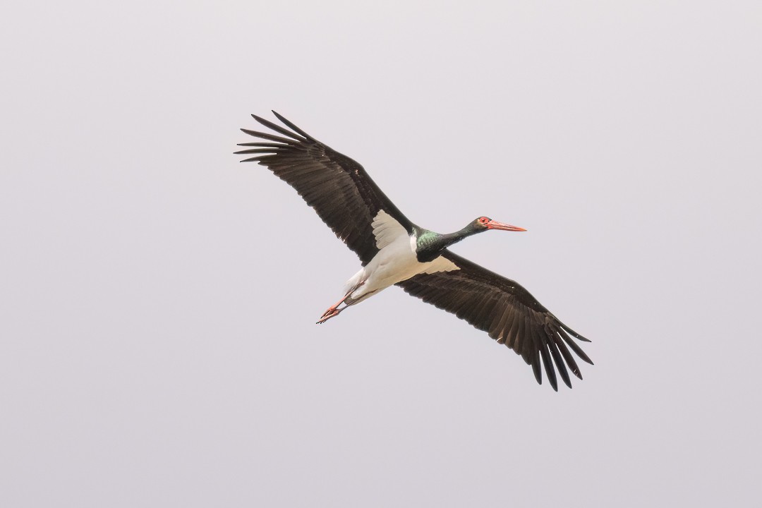 Black Stork - ML555629681