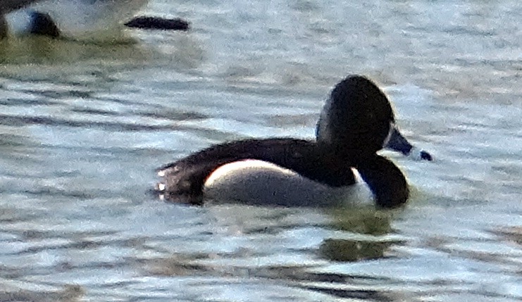 Ring-necked Duck - ML555635721