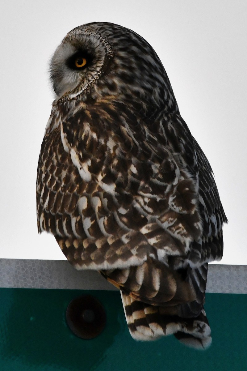 Short-eared Owl - ML555636591