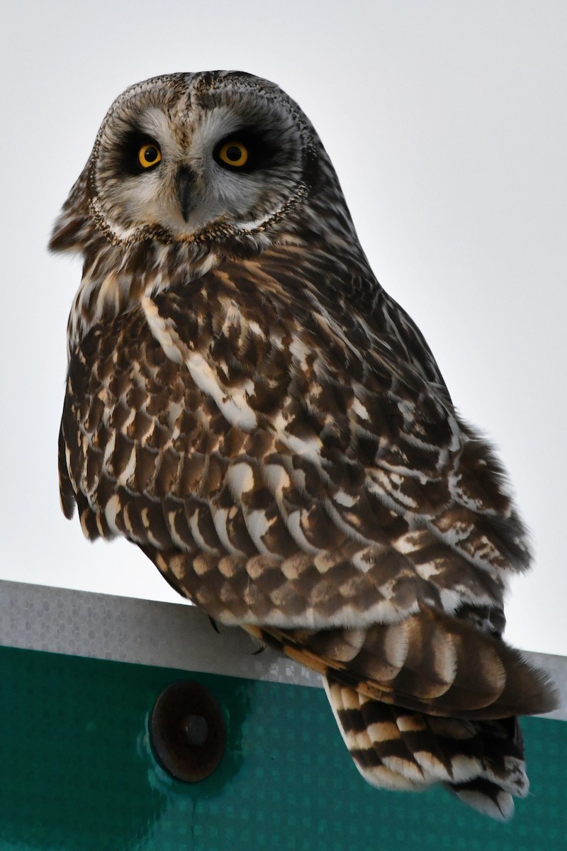 Short-eared Owl - ML555636601