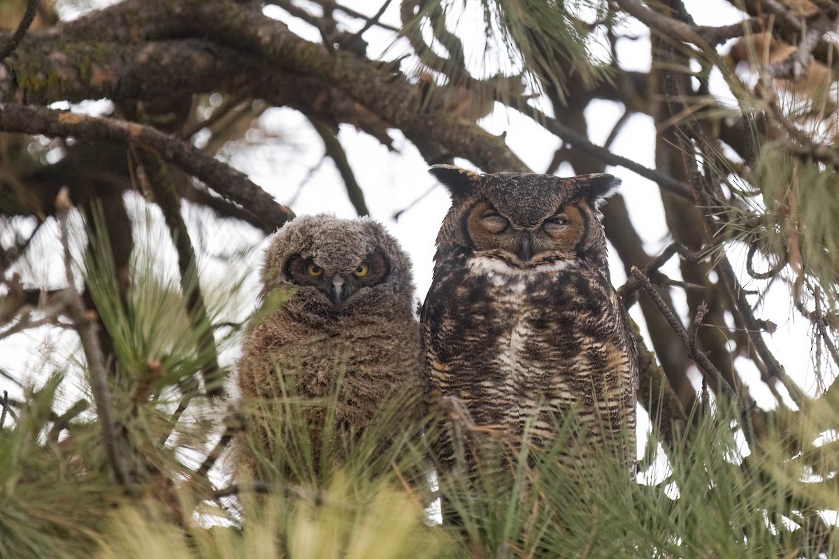 Great Horned Owl - ML555637711