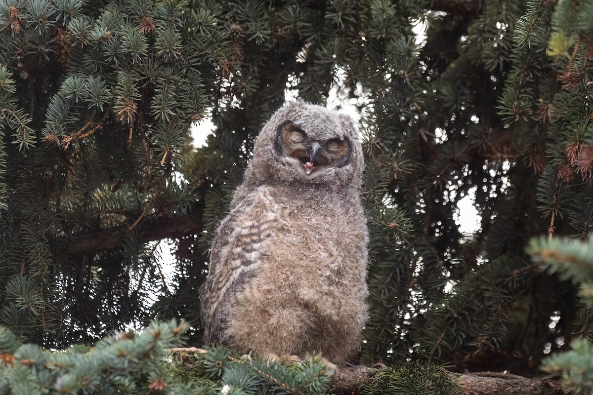 Great Horned Owl - ML555637721