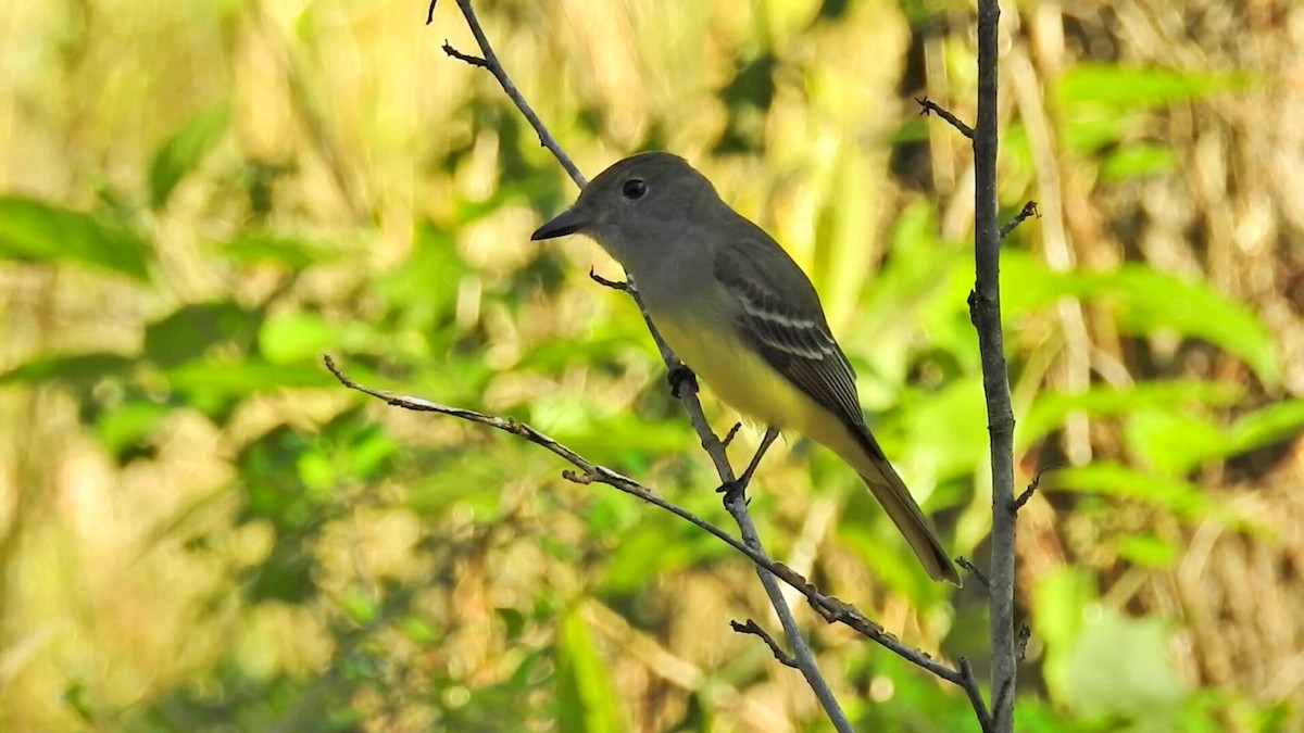Great Crested Flycatcher - Eric Demers