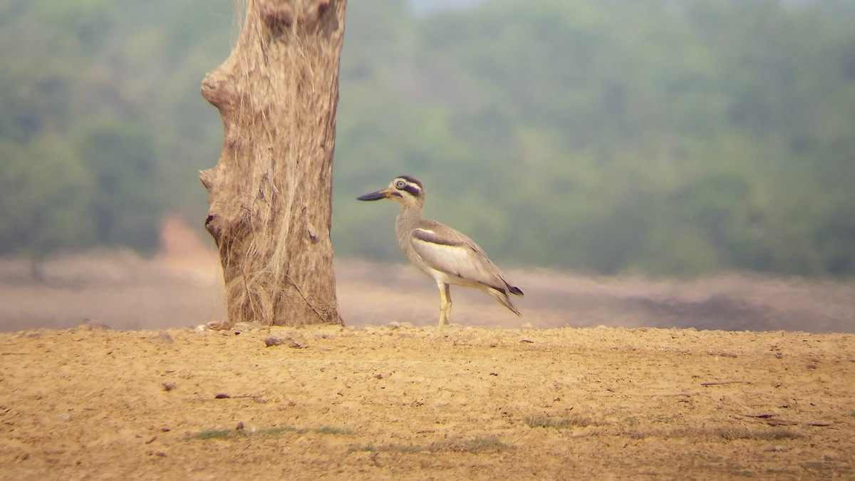 Great Thick-knee - ML55564441