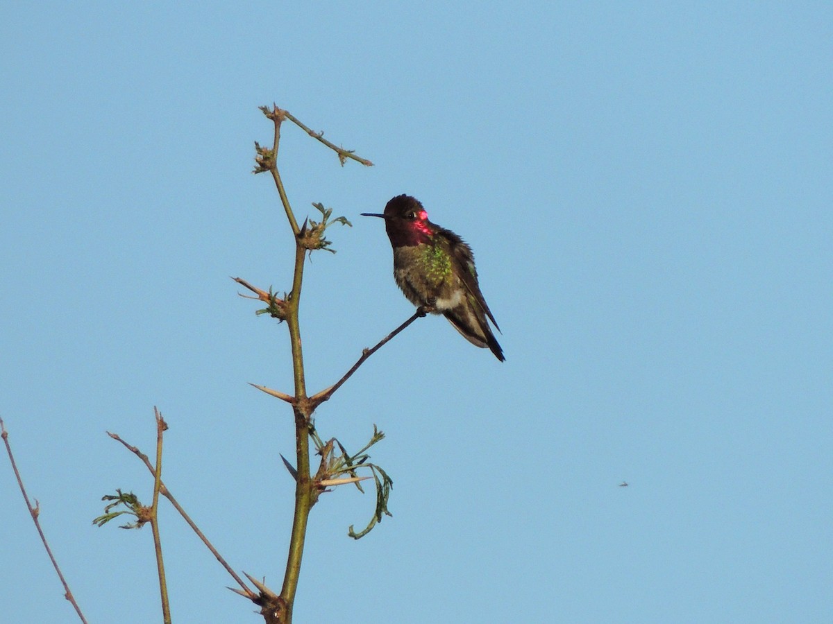 Anna's Hummingbird - ML555645981