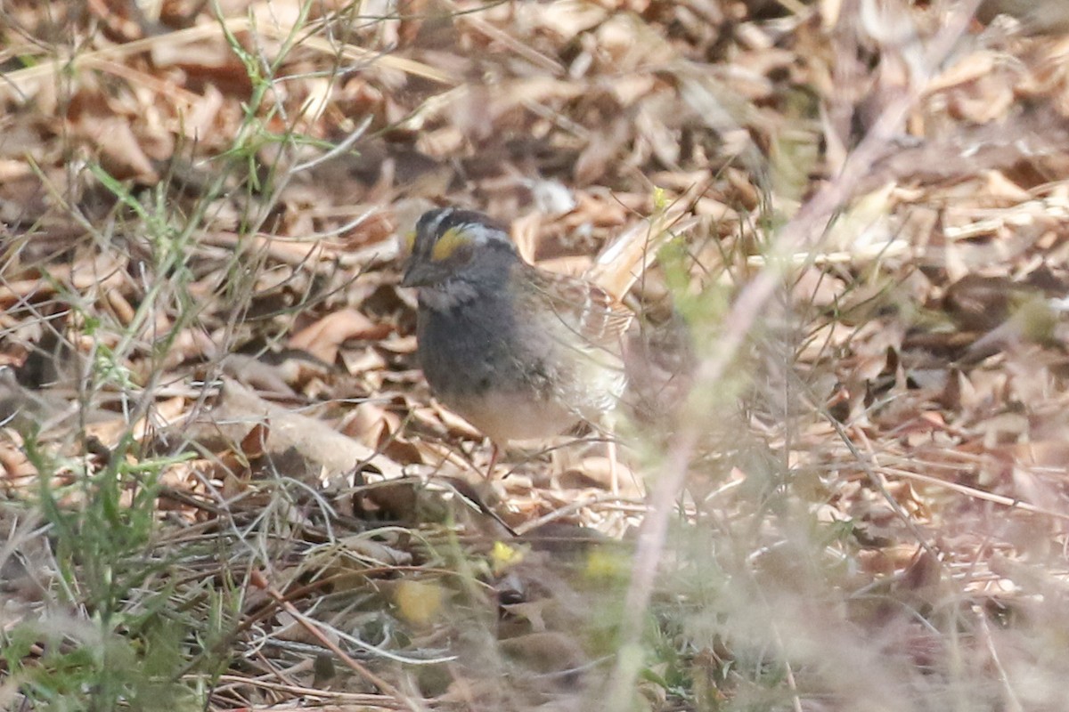 White-throated Sparrow - ML555647221