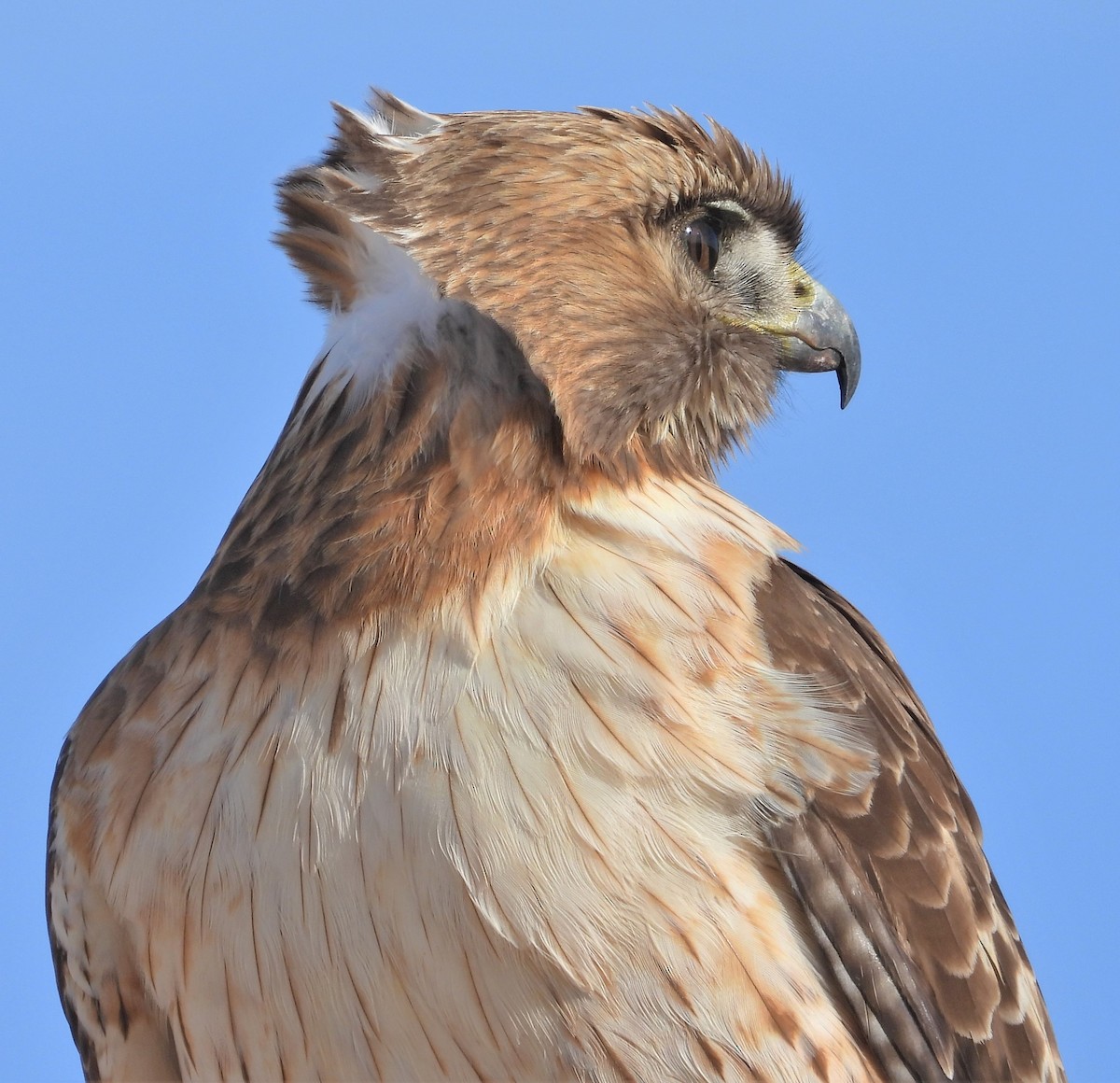 Red-tailed Hawk - ML555647981