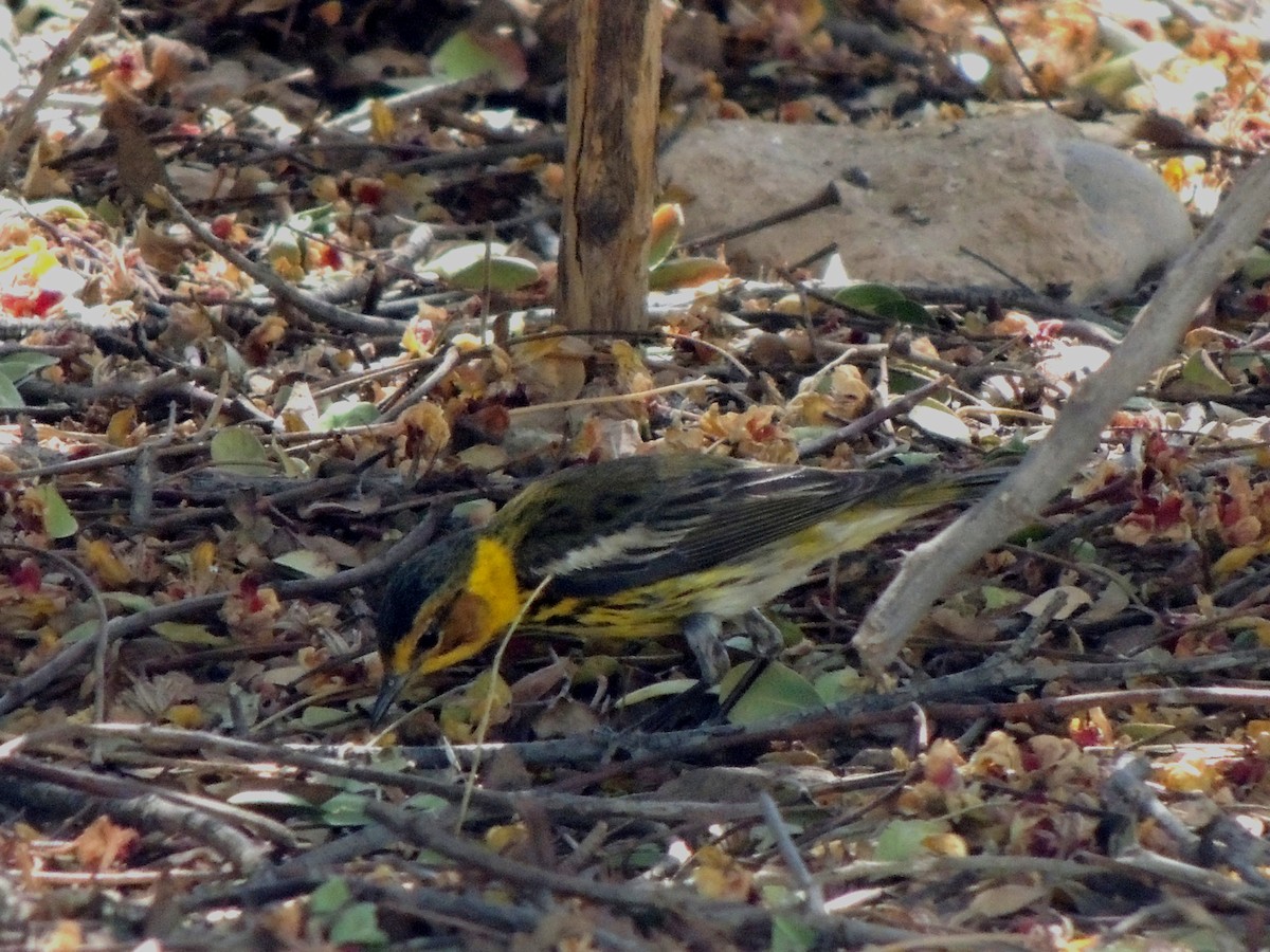 Cape May Warbler - ML555648691