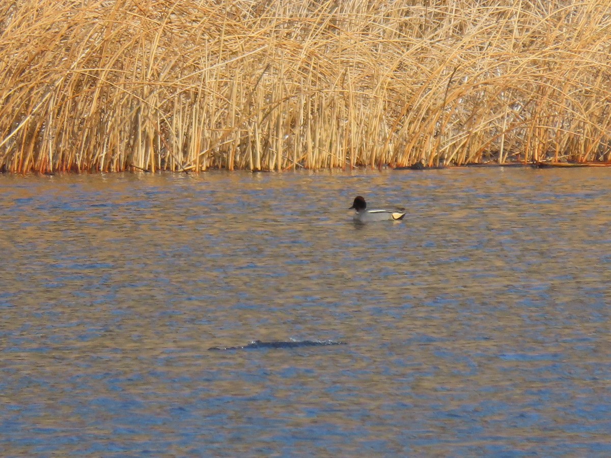 eBird Checklist 9 Apr 2023 Alkali Lake 39 species (+2 other taxa)