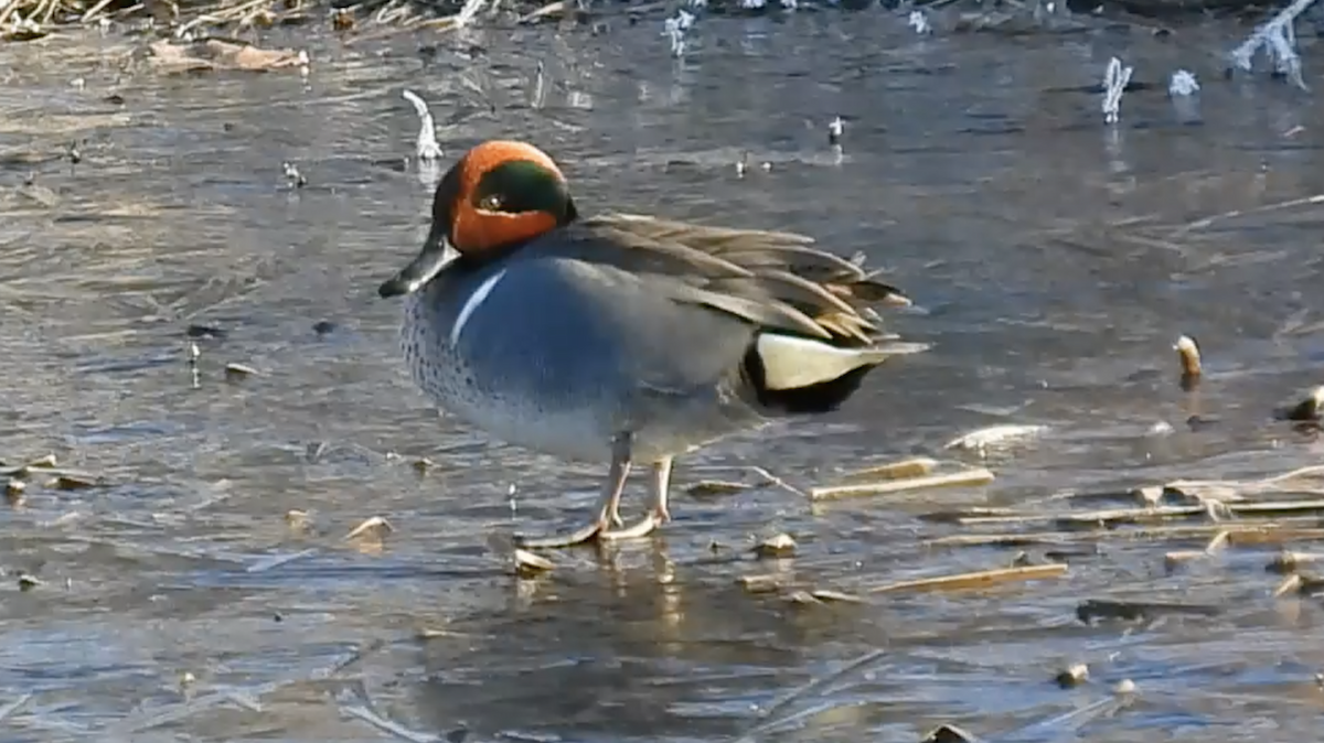 Green-winged Teal - ML555653761
