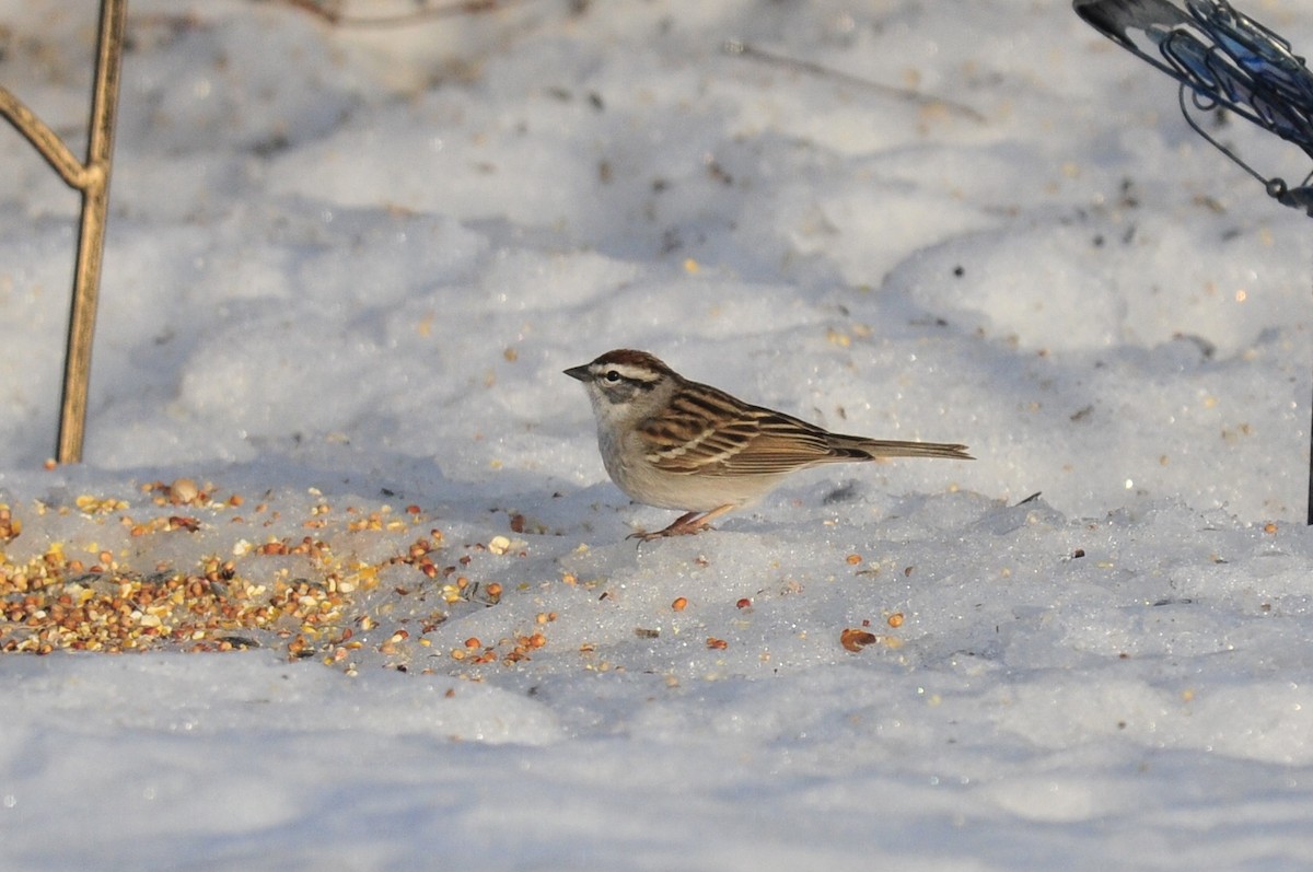 Chipping Sparrow - ML555658821