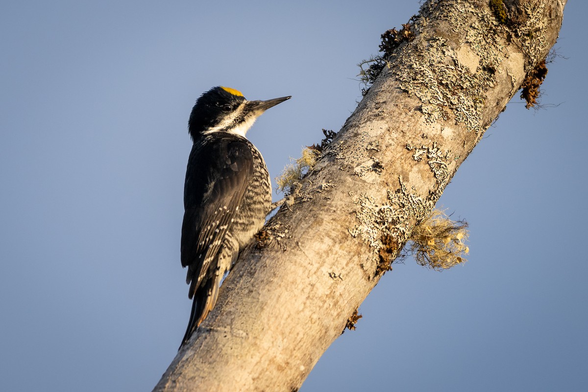 Black-backed Woodpecker - ML555661361