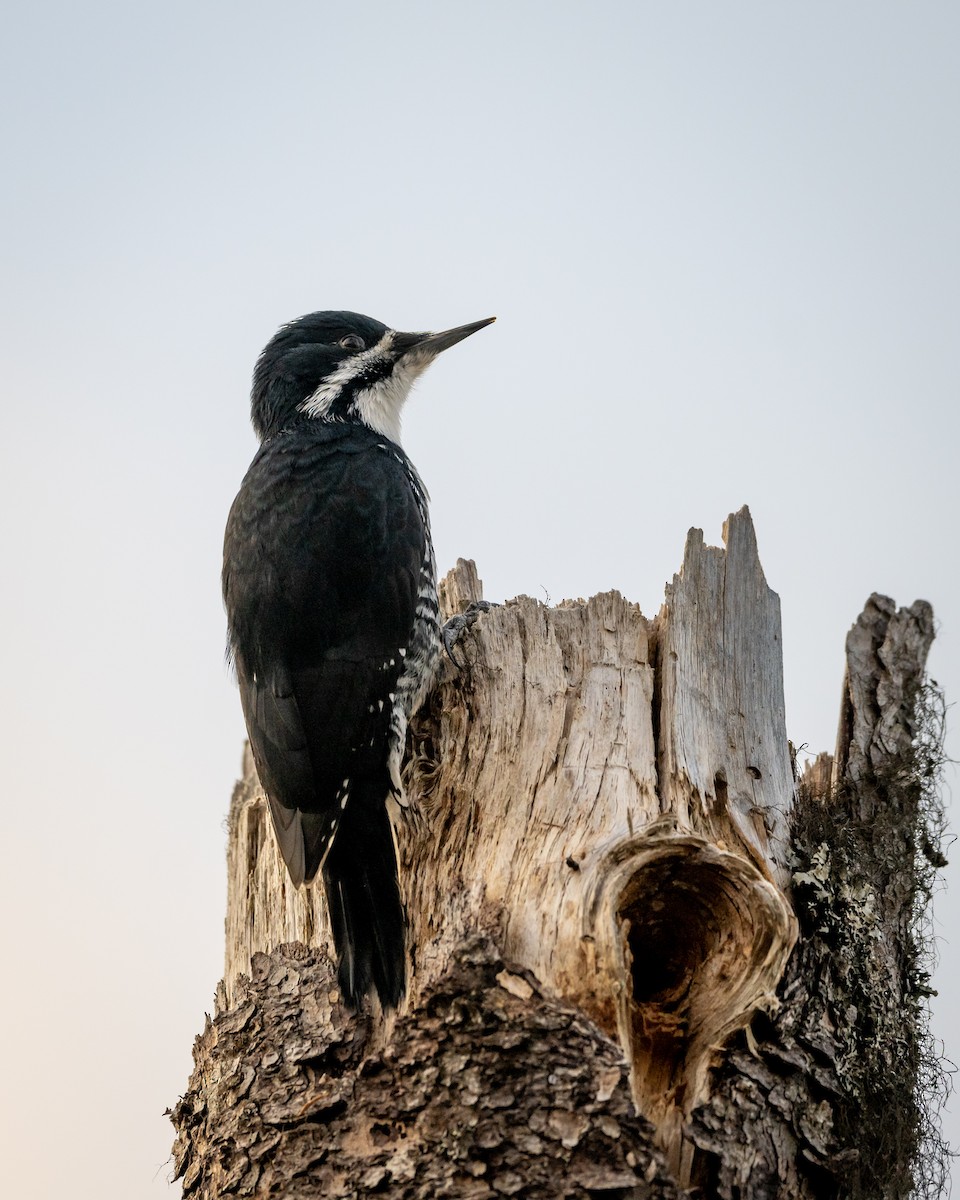 Black-backed Woodpecker - ML555661381