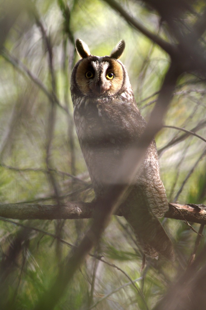 Long-eared Owl - John C Sullivan