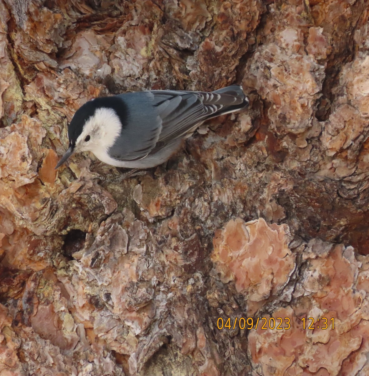 White-breasted Nuthatch - ML555674881