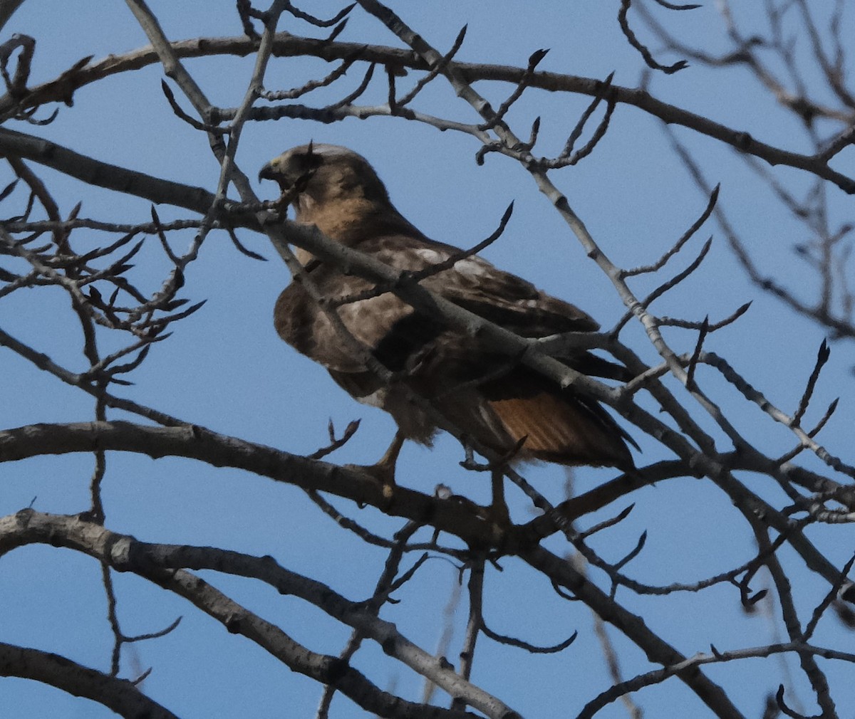Red-tailed Hawk - ML555679301