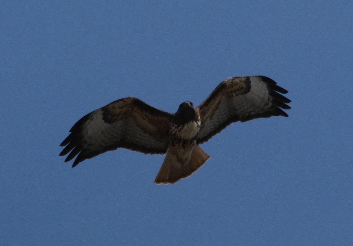 Red-tailed Hawk - ML555682731