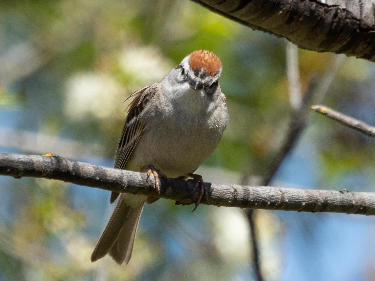 Chipping Sparrow - ML555684541