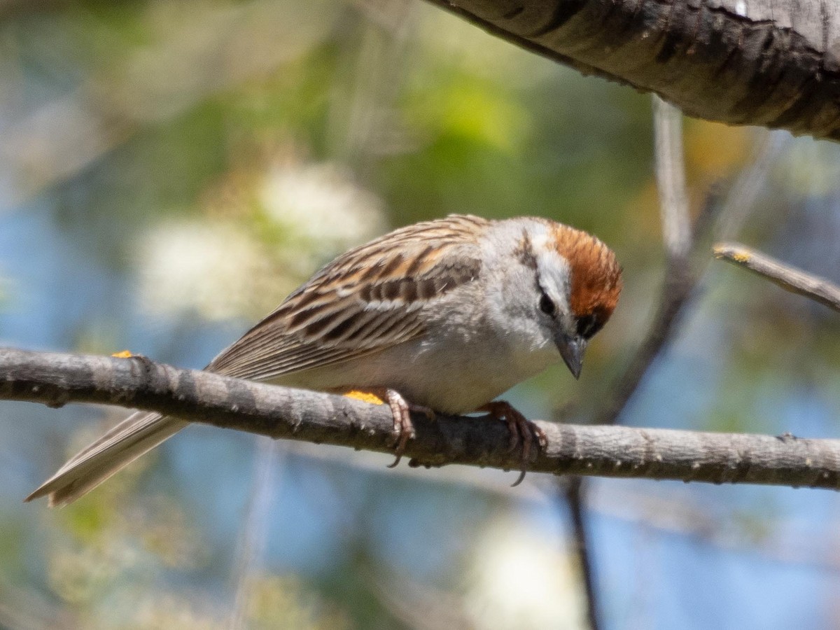Chipping Sparrow - ML555684551