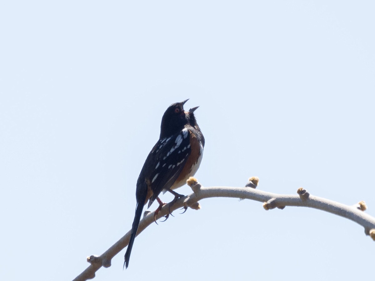 Spotted Towhee - ML555684701