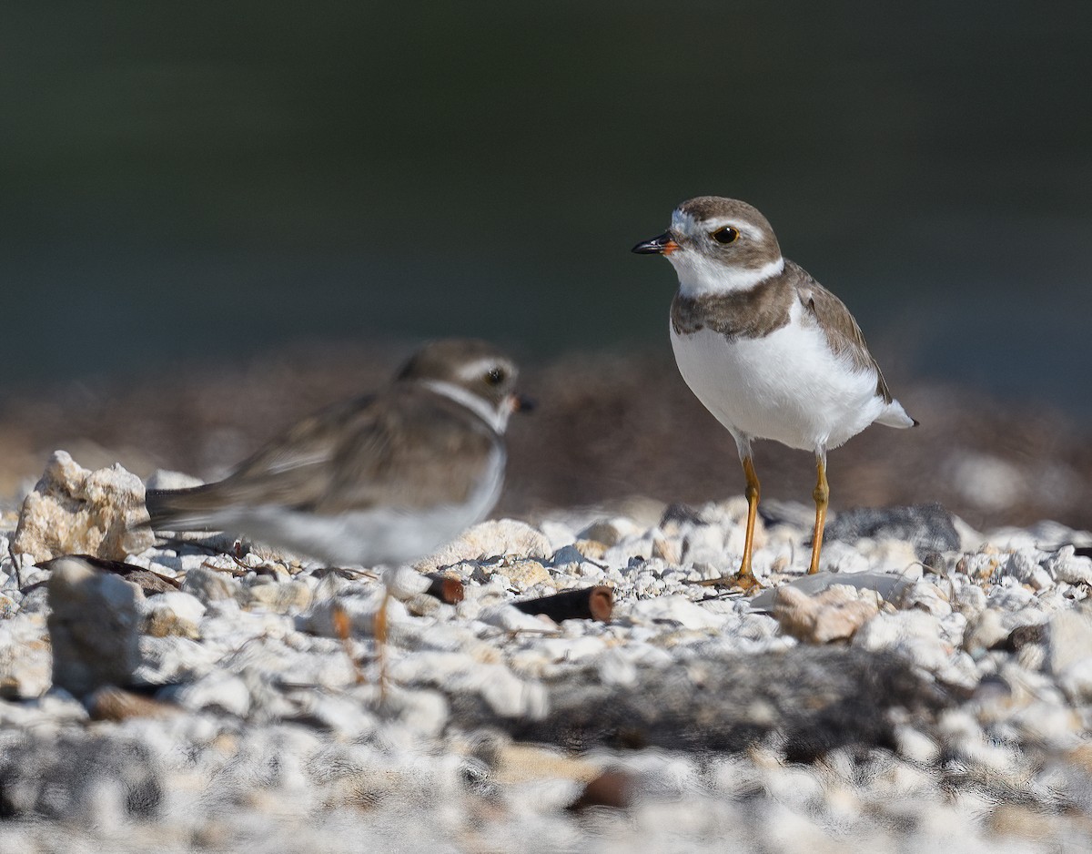 Semipalmated Plover - ML555686271