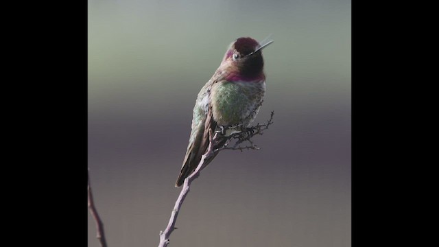Anna's Hummingbird - ML555688161