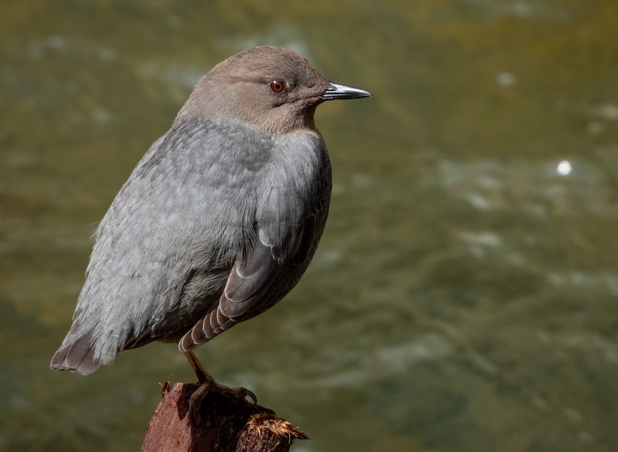 American Dipper