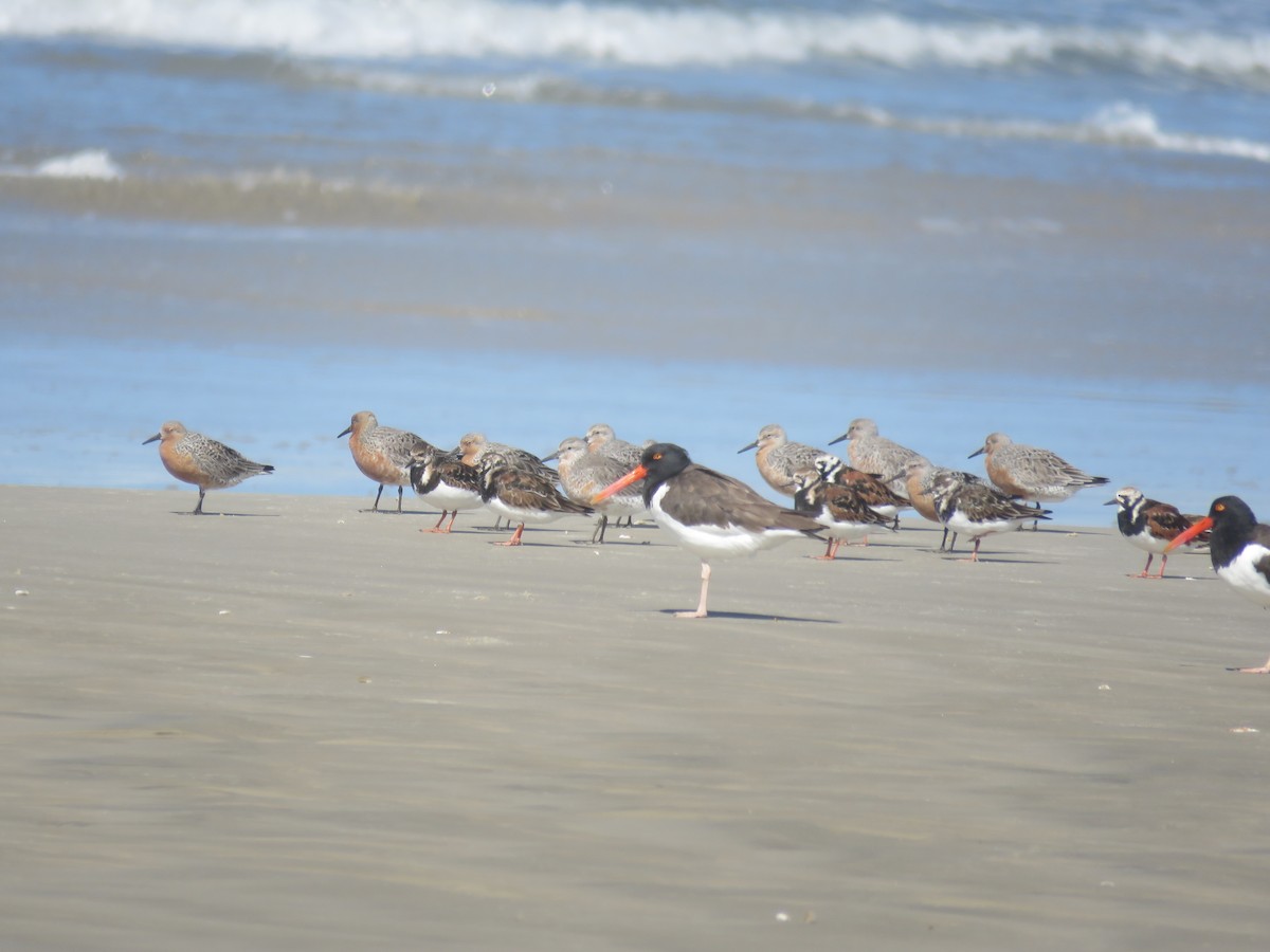 Red Knot - ML555689661