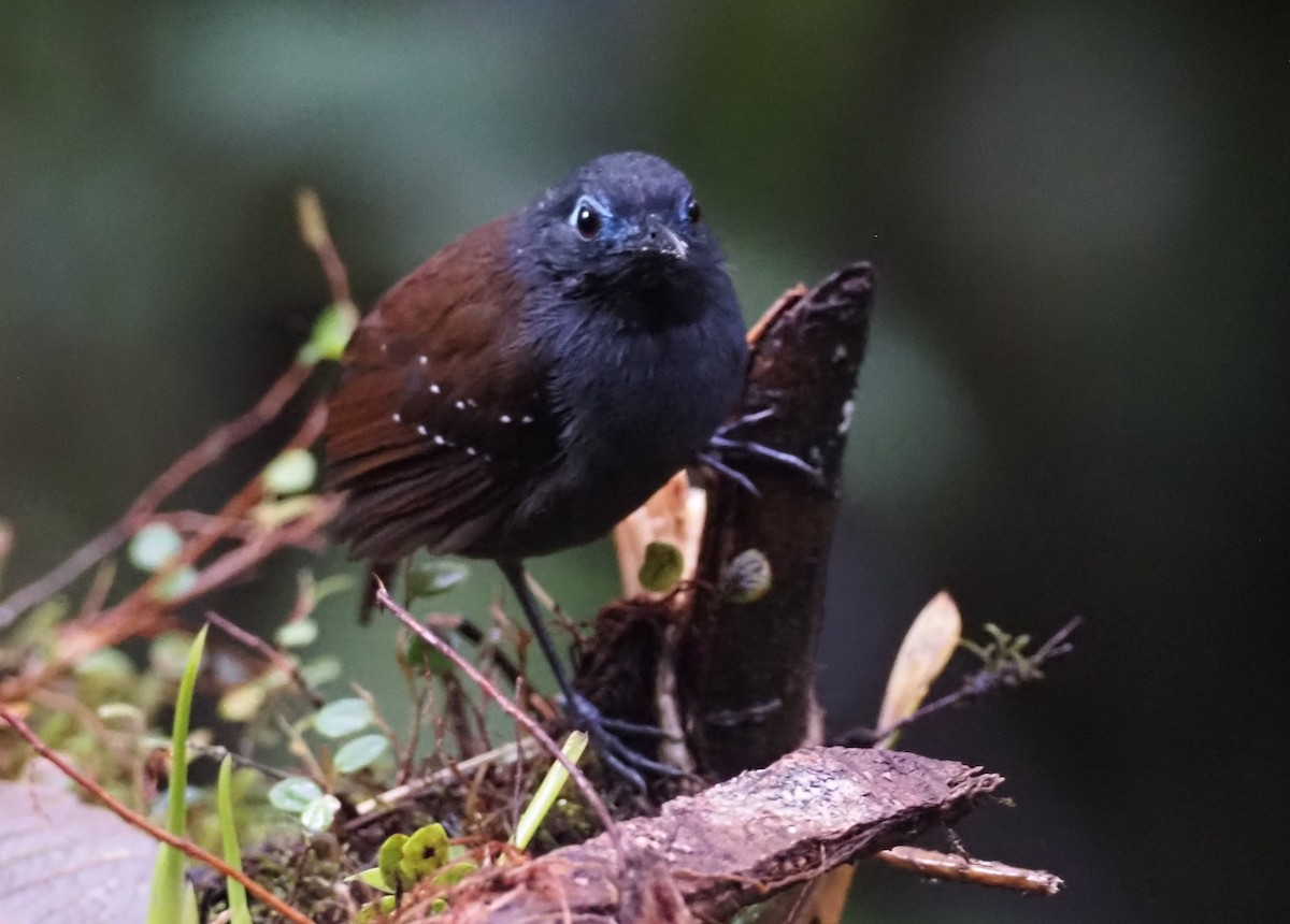 Chestnut-backed Antbird (Short-tailed) - ML555693411