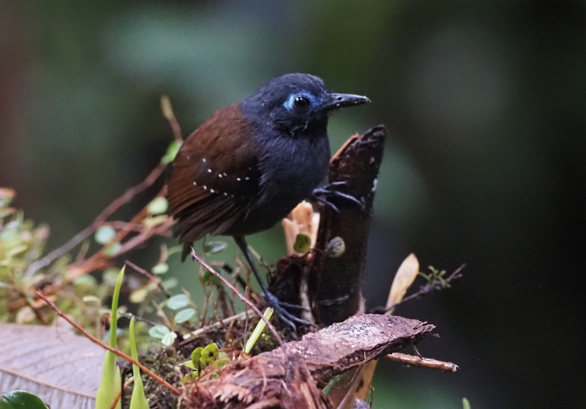 Chestnut-backed Antbird (Short-tailed) - Simon RB Thompson